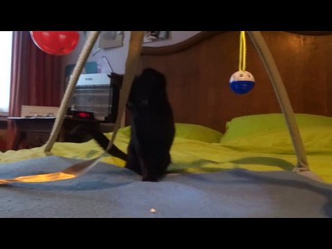 Yoshi, chatte à adopter !