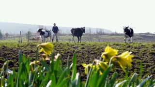 Northern Ireland's Year of Food and Drink 2016 - Love NI Meat