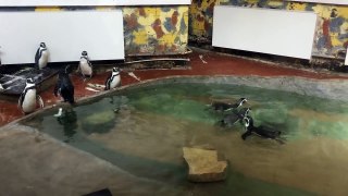Riga Zoo. Pinguins :)