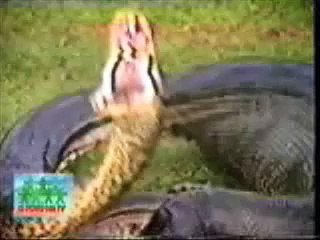 Download Video: Un anaconda dévore un hippopotame... Gourmand l'animal