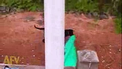 Rescue Dog Saves Kid From Impending Water Fun