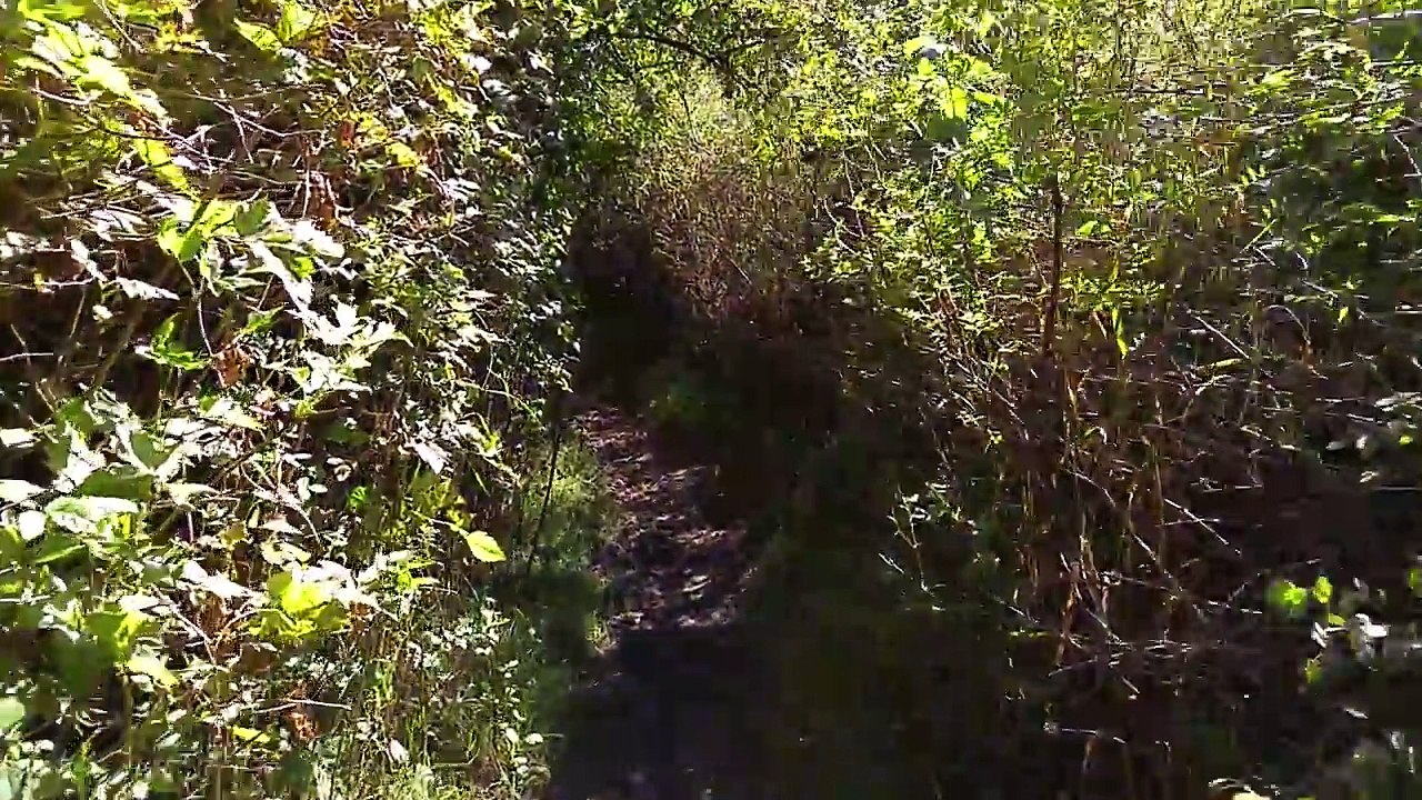 Walking through the tree arcade Englishman River Estuary in Parksville BC