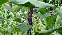 Purple Podded Pole Beans Climbing a Stalk of Corn