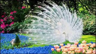 the most beautiful birds in the world part 3   peacock compilation 2015  HD