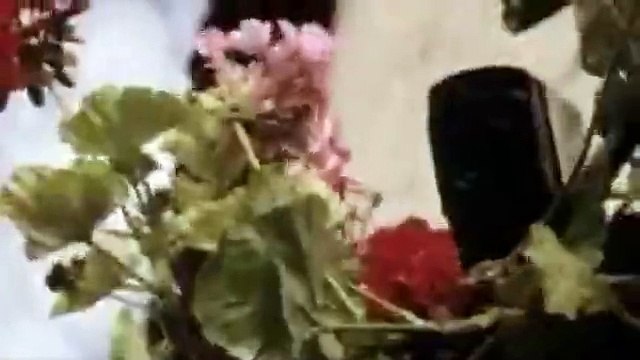 Chat noir chat blanc