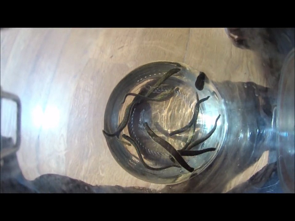 Hirudo medicinalis