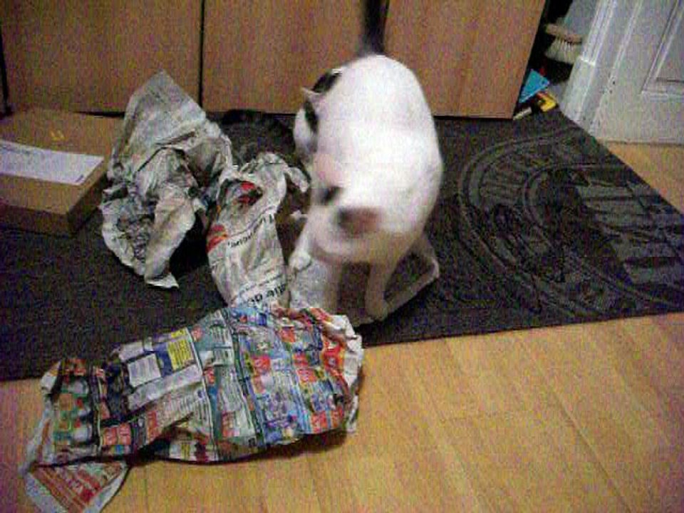 Harvey und Vinzent am 09.08.2016