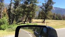Hombre capturó el ataque de un oso contra una vaca