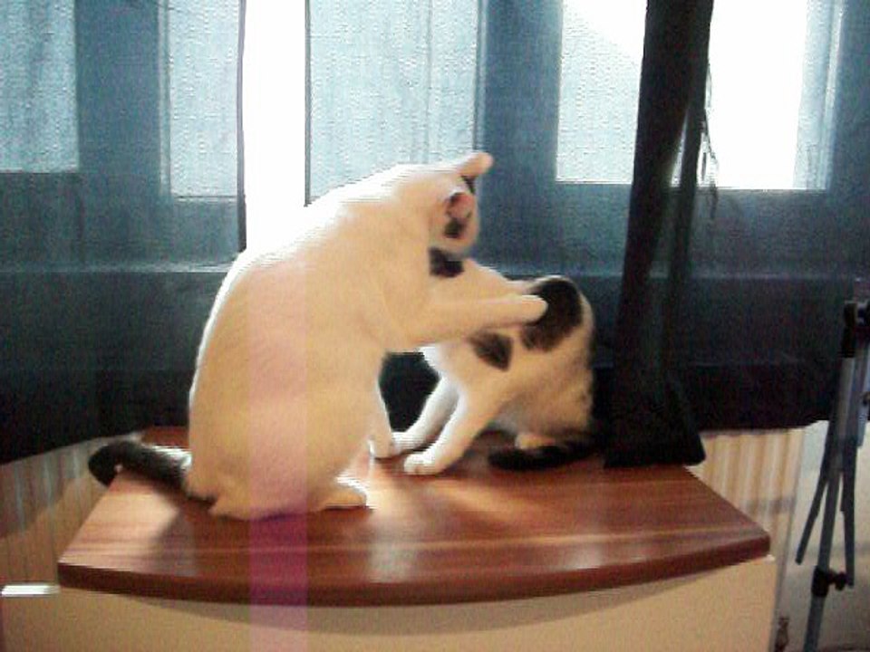 Harvey und Vinzent am 08.08.2016