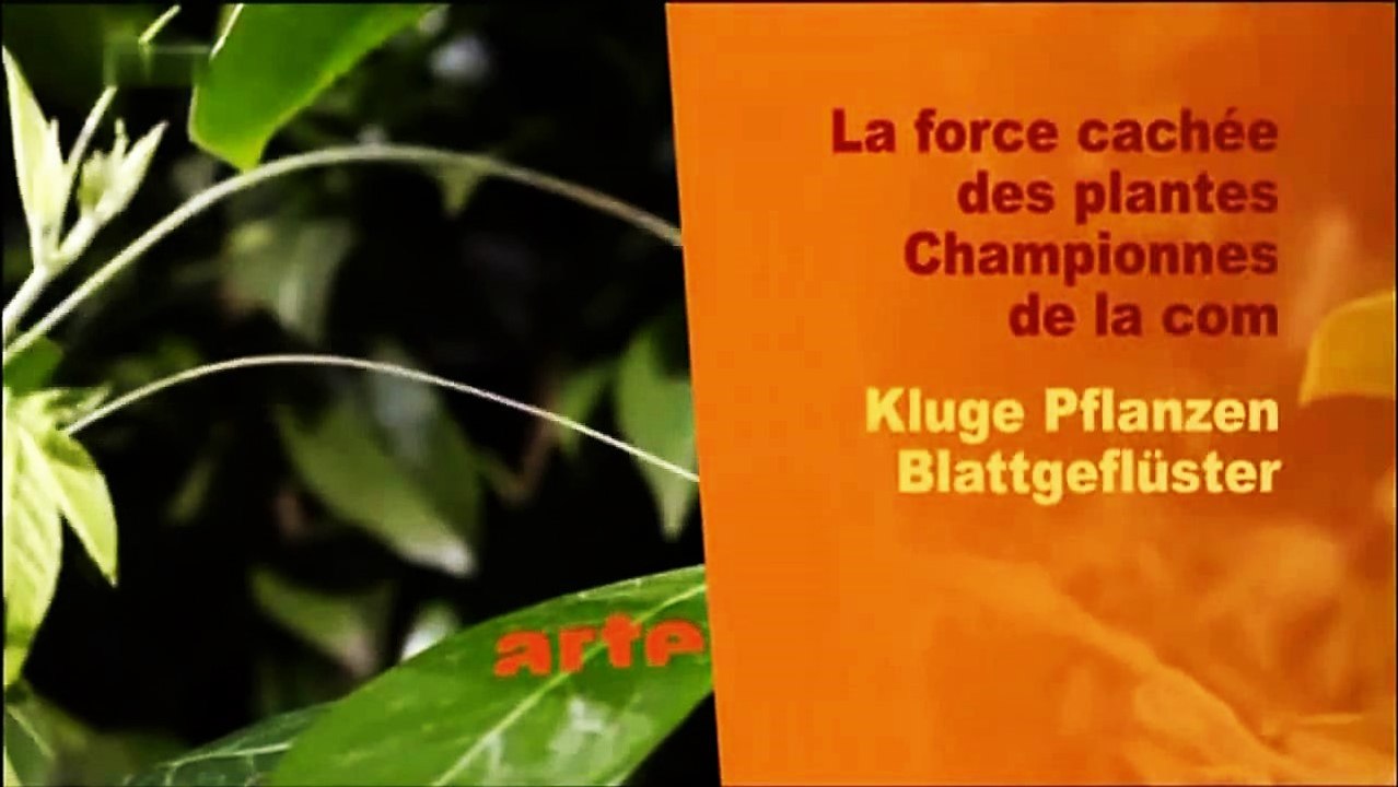 Kluge Pflanzen - 2v2 - Blattgeflüster - 2010 - by ARTBLOOD - video  Dailymotion