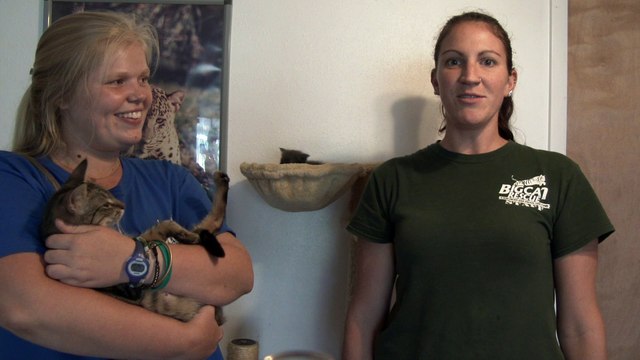 Cute KITTENS And Mommy Cats