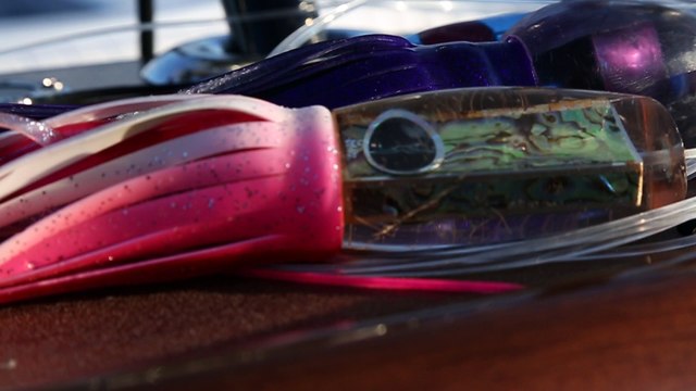 Satellite Tagging Blue Marlin in Gulf of Mexico