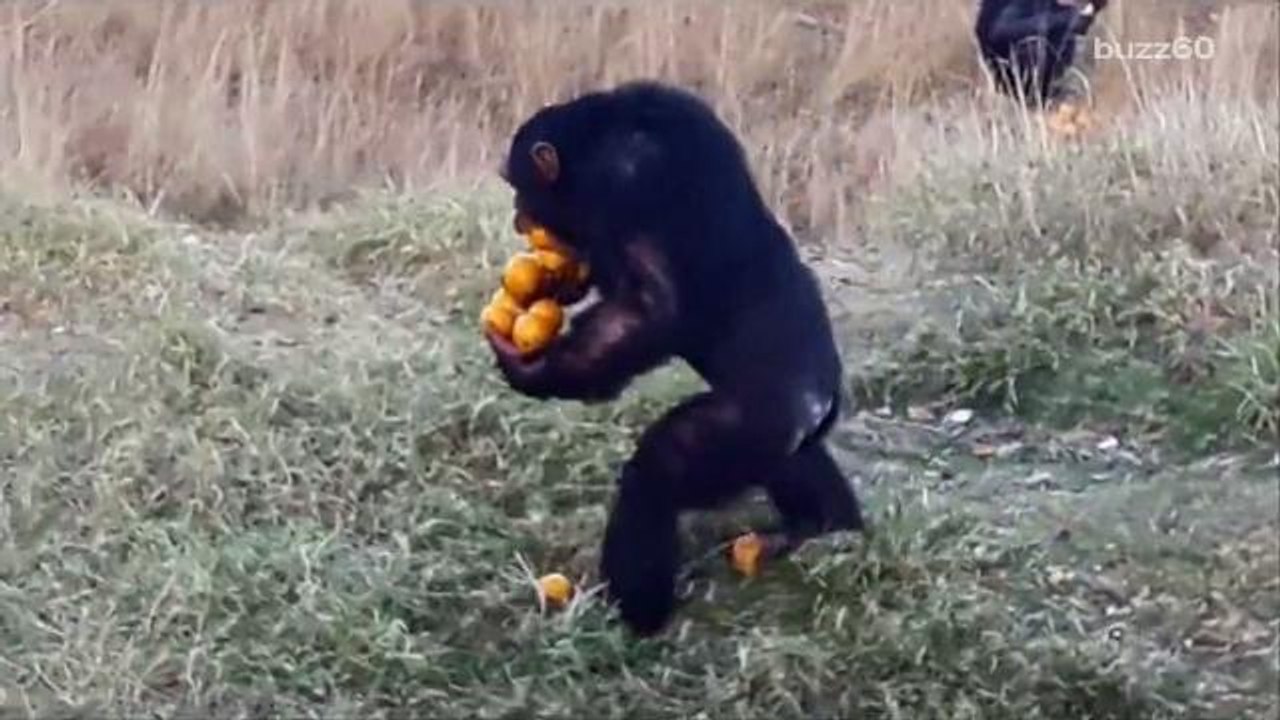 Chimp Gets Creative Carrying 12 Oranges