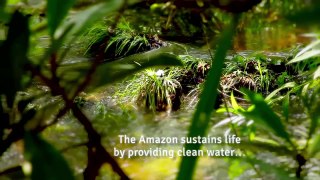 The Amazon Rainforest- It's a cowspiracy!
