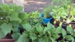 My vegetable garden update August 2016