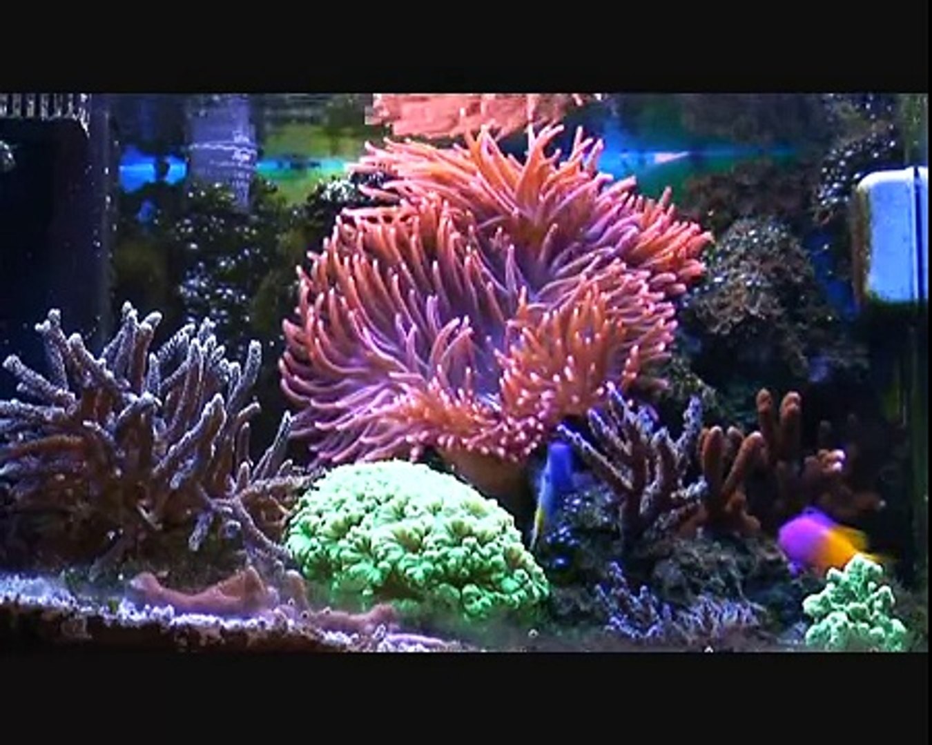 Pico Reef 45 Liters 10 Gallon After 28 Months Video Dailymotion