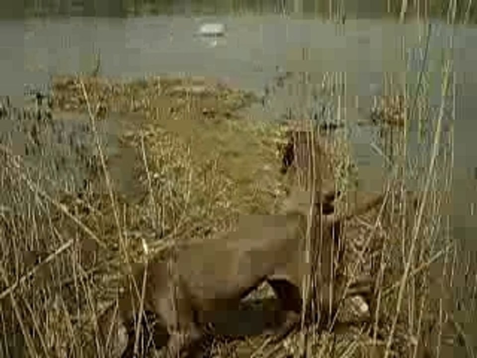 Etang du Cora (suite)