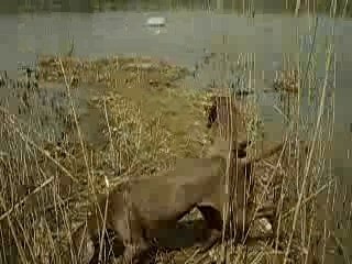 Etang du Cora (suite)