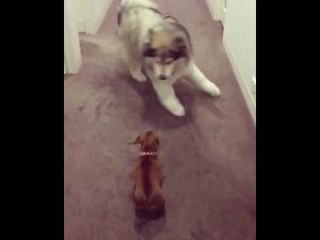 Big Malamute and Little Dachshund Play a Hilarious Game of Chase