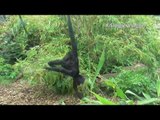 Spider Monkey at British Zoo Hasn't Quite Figured Out Climbing