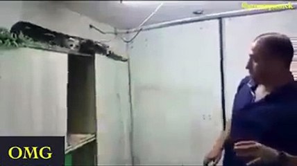 homem desafia cobra perigosa