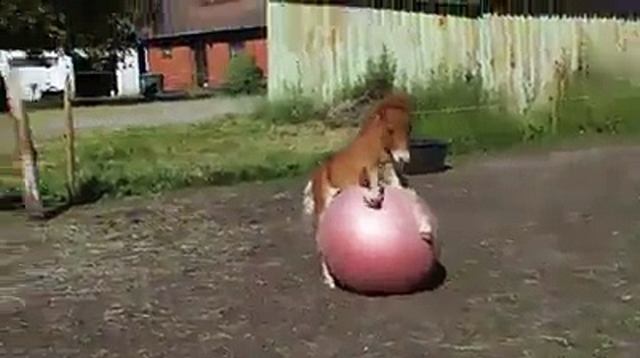 potrinho