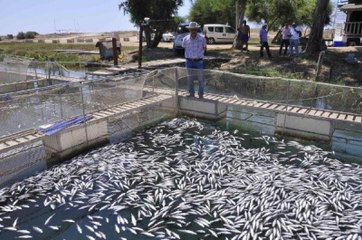 Manavgat'ta 600 Bin Alabalık Telef Oldu