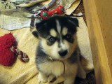 Husky Puppies at 5 weeks old whining for attention. !