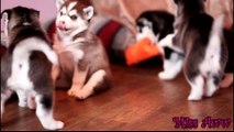 Husky puppies fighting over toy,and then comes mama husky and takes toy away !