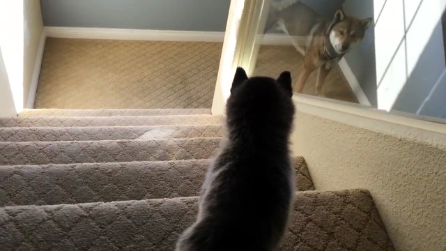 Husky Puppy Tumbles down Stairs !