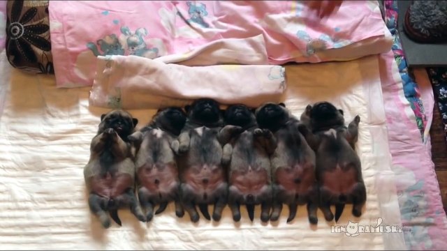 Line of sleeping puppies (pugs) Уснувший в ряд мопсов отряд !