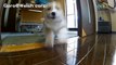 Mad Max Puppies   cute corgi puppies   Goro@Welsh corgi channel コーギー子犬 軍団 !