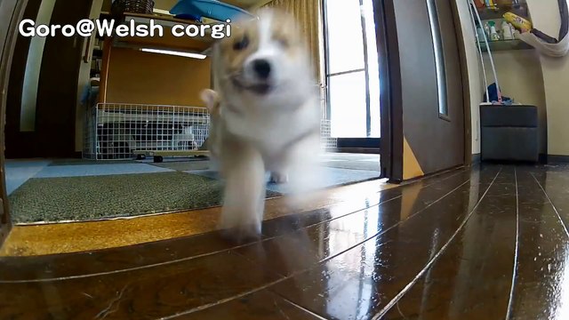 Mad Max Puppies cute corgi puppies Goro@Welsh corgi channel コーギー子犬 軍団 !