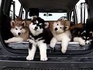 malamute puppies !