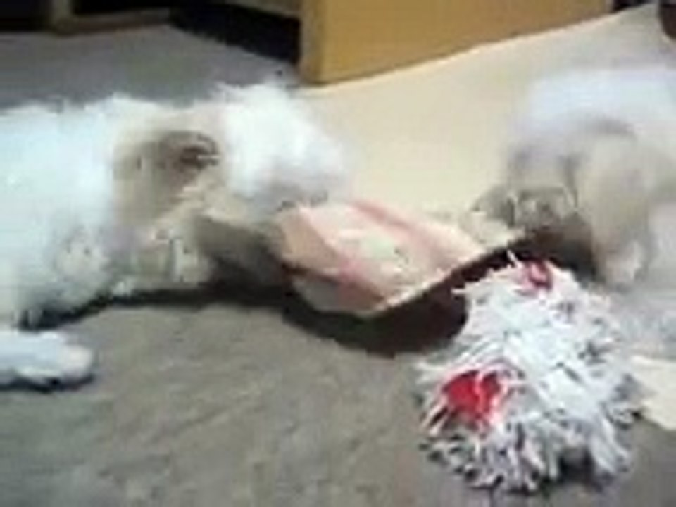 Maltese puppies !