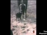 Bull Terrier attaque Taureau