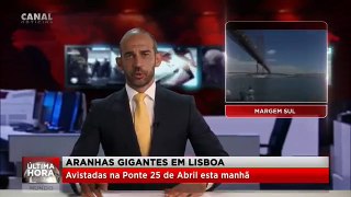 Verídico Aranhas gigantes em Lisboa...Inacreditável - Ponte 25 de Abril