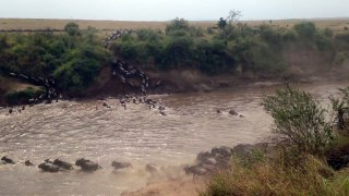 1st Mara River Crossing - Maasai Mara - Great Migration