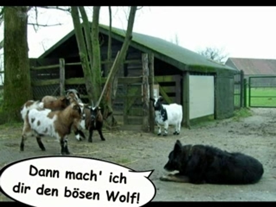 Hütehund aus leidenschaft