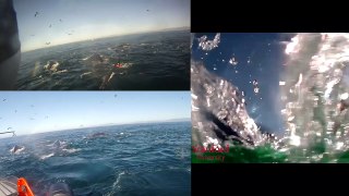 Video tag deployment on humpback whale and anchovy