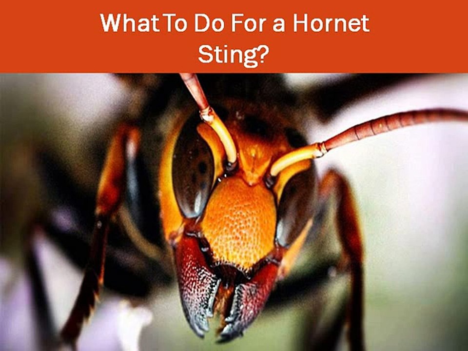 What To Do For a Hornet Sting?