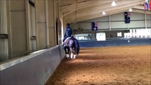 Black 6yo dressage gelding by Fiji R.