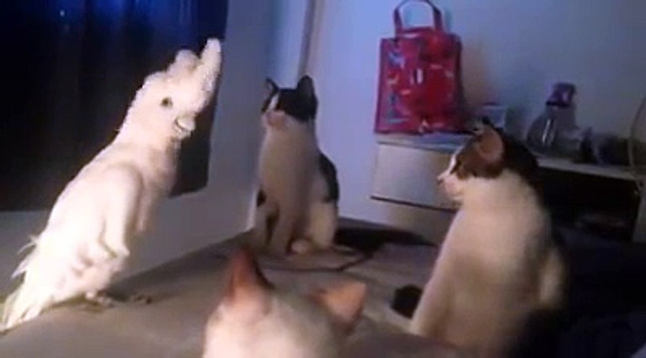 Ce perroquet se prend pour un chat et miaule avec ses nouveaux potes