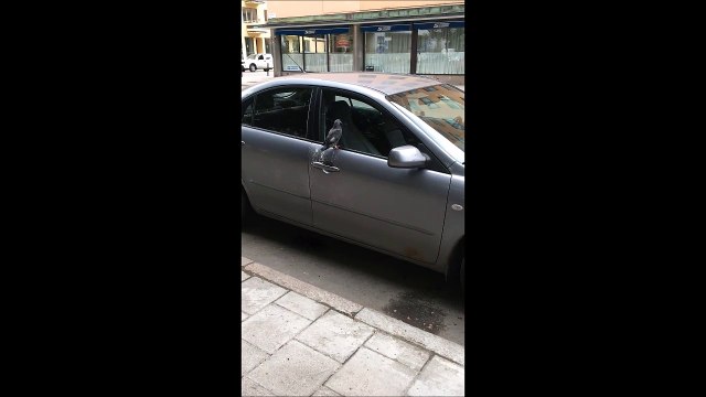 Ce pigeon a décidé de pourrir la vie de cet automobiliste