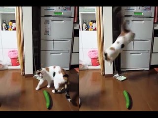 Hilarious Cat Fail... Just Wait For It