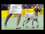 'C.J.' the German Shorthaired Pointer Wins 'Best In Show' at Westminster
