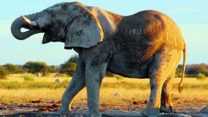 Makgadikgadi African Safari Tour