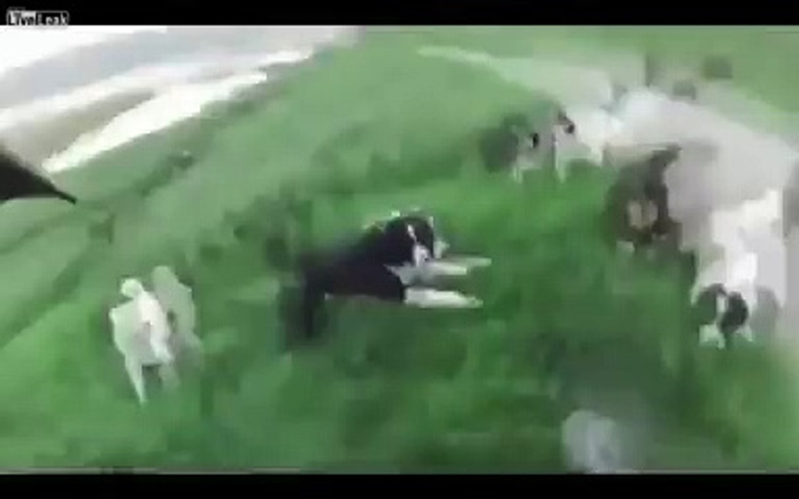 25 köpegin saldirdigi adam