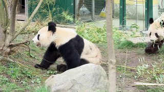 Paarung unserer Pandas am 23. März 2016 im Tiergarten Schönbrunn