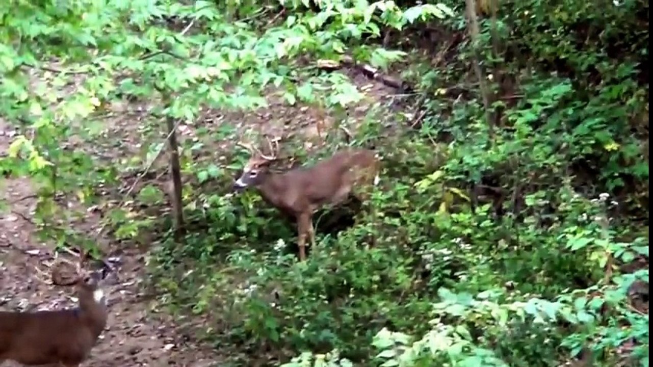 9 yr old boy kills GIANT OHIO BUCK w_ BOW! (JADEN SMITH)